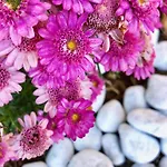 Fiore
