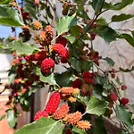 Fiore Hébergement de vacances *