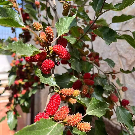 Fiore بيت للعطل *