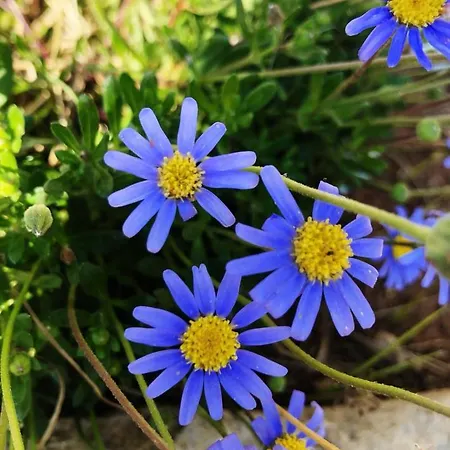 Semesterbostad Fiore Gallipolli
