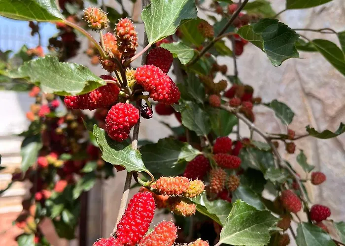 Fiore Holiday home *