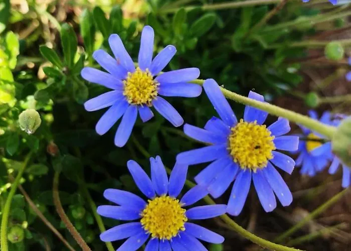 Semesterbostad Fiore Gallipolli